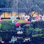 An Evening in a Japanese Garden – AJS Qld
